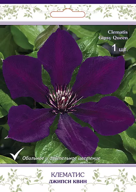 Саженец Клематис крупноцветковый Джипси Квин/К