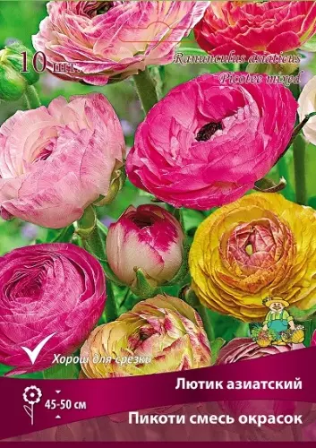 Клубни цветов Лютик Пикоти смесь окрасок 7/8, 10 шт