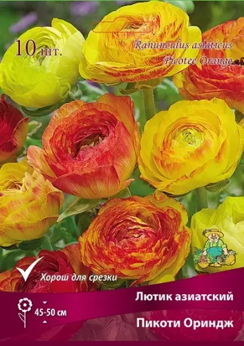 Клубни цветов Лютик Пикоти Ориндж 7/8, 10 шт