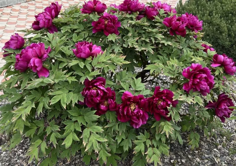 Саженец Пион древовидный Черный Лоск, Люкс (в тубе), Поиск