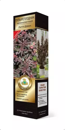 Саженец Пузыреплодник калинолистный Литтл Дэвил (в тубе), Поиск