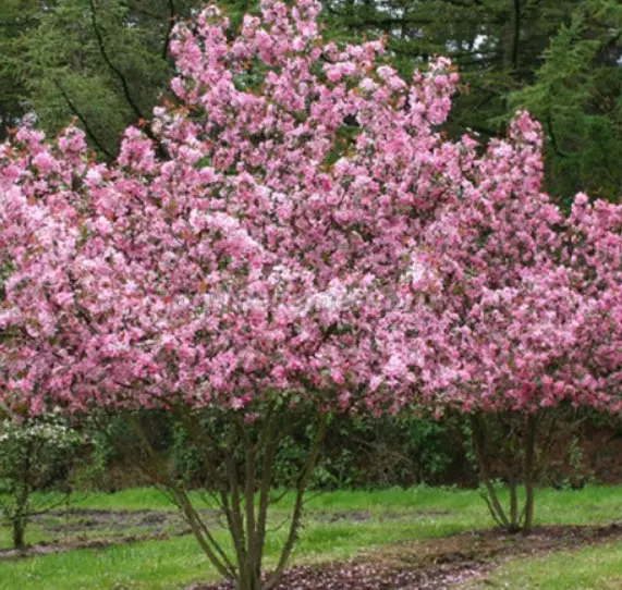 Саженец Яблоня декоративная Рудольф, в сетке, Поиск