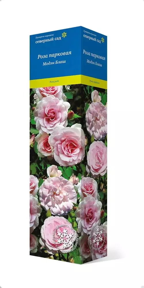 Роза канадская парковая Модэн Блаш бело-розовый, махровый, высота 0.5-1м