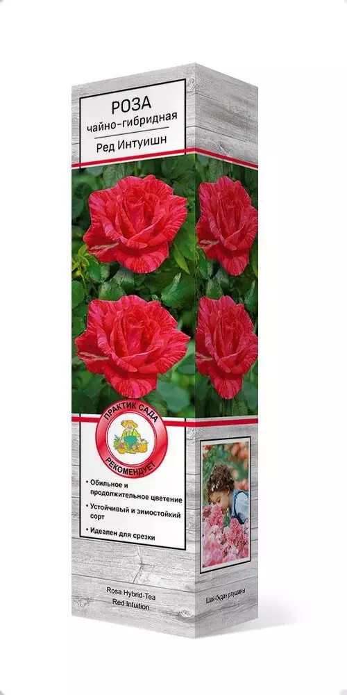 Саженец Роза чайно-гибридная Ред Интуишн розовый с красными брызгами
