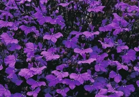 Семена цветов Лобелия длинночерешковая Хрустальный дворец ГАВРИШ 0,01 г ц/п