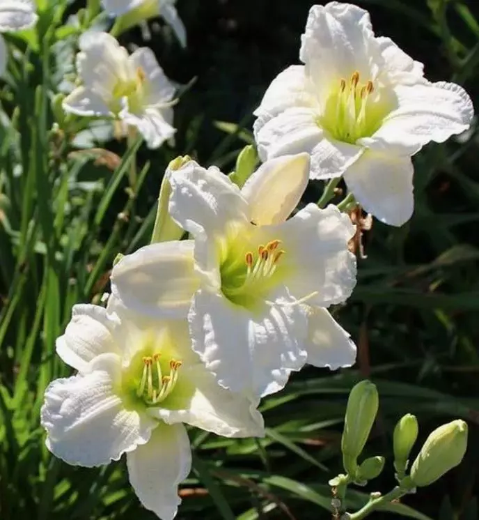 Корневище цветов Лилейник гибридный Джентл Шеферд (I; 1 шт)