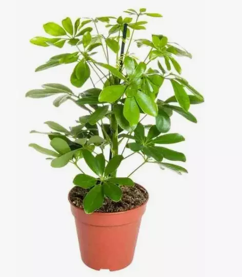 Декоративно-лиственное растение Шефлера (d=19 см)