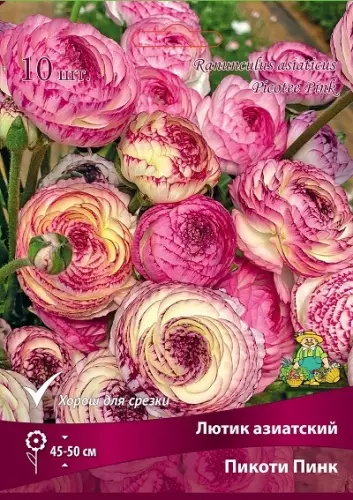 Клубни цветов Лютик Пикоти Пинк 7/8, 10 шт