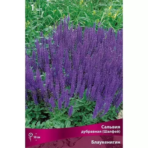 Корневище цветов Сальвия дубравная (Шалфей) Блаукенигин (I; 1 шт)