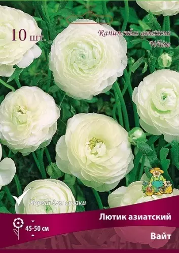 Клубни цветов Лютик азиатский Вайт 7/8, 10 шт