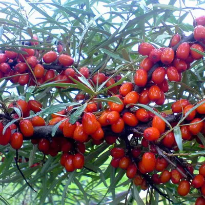 Саженец Облепиха Елизавета, поздний (женский, слабо колючий), в тубе, Поиск