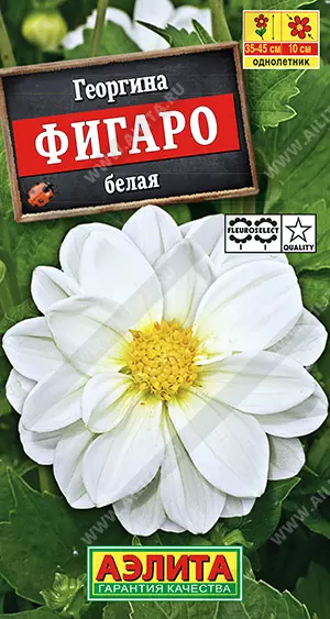 Семена цветов Георгина Фигаро белая. АЭЛИТА Ц/П 7 шт