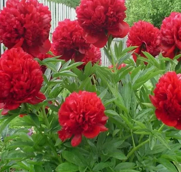 Корневище цветов Пион травянистый гибридный Комманд Перформанс 2-3, 1 шт