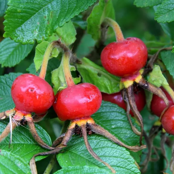 Саженец Шиповник плодовый Юбилейный, без шипов, в тубе, Поиск
