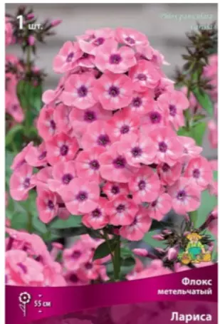 Корневище цветов Флокс метельчатый Лариса (I; 1шт)