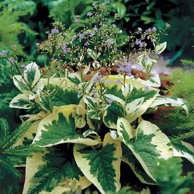 Луковицы цветов Бруннера крупнолистная Хадспен Крим (I; 1 шт)