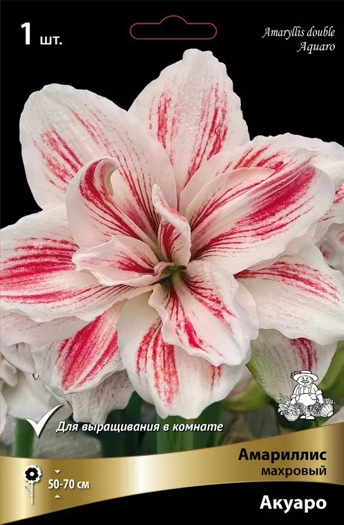Луковицы цветов Амариллис махровый Акуаро 24/26, 1 шт