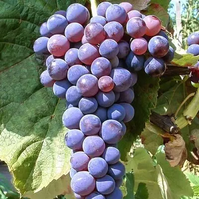 Виноград плодовый Башкирский