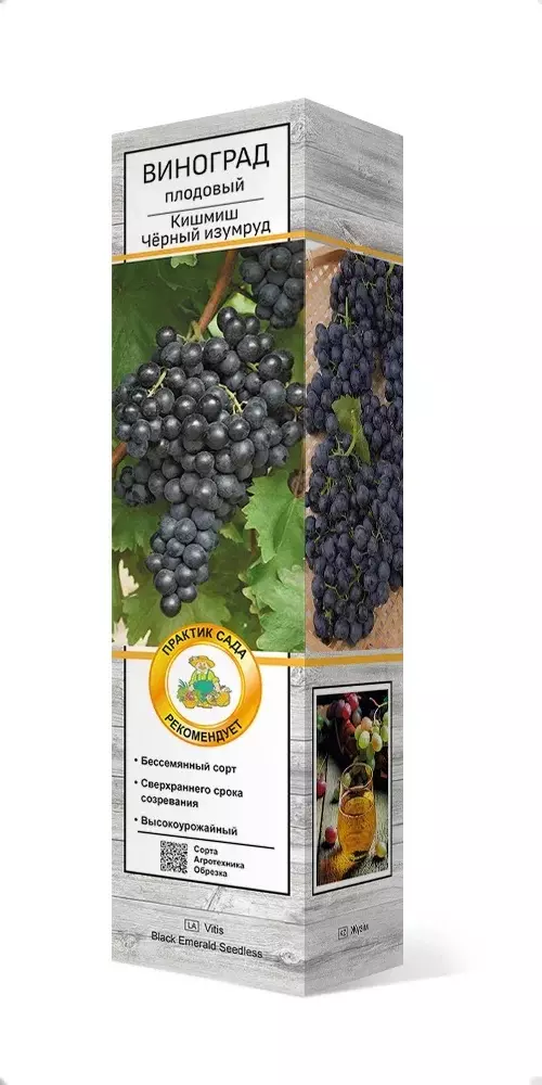 Саженец Виноград плодовый Кишмиш Чёрный изумруд (в тубе), Поиск