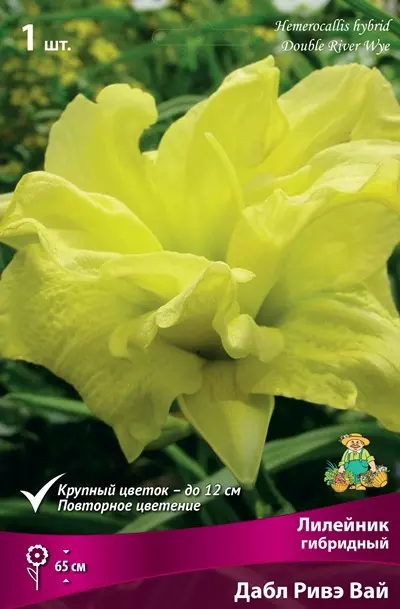 Корневище цветов Лилейник гибридный Дабл Ривер Вай (I; 1 шт)