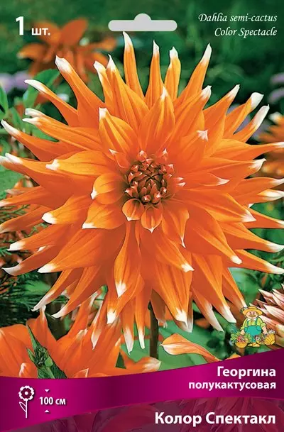Клубни цветов Георгина полукактусовая Колор Спектакл (I; 1 шт)
