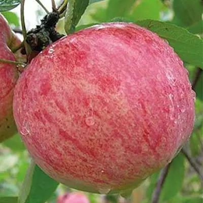 Саженец Яблоня Коричное полосатое зимний в тубе, Поиск