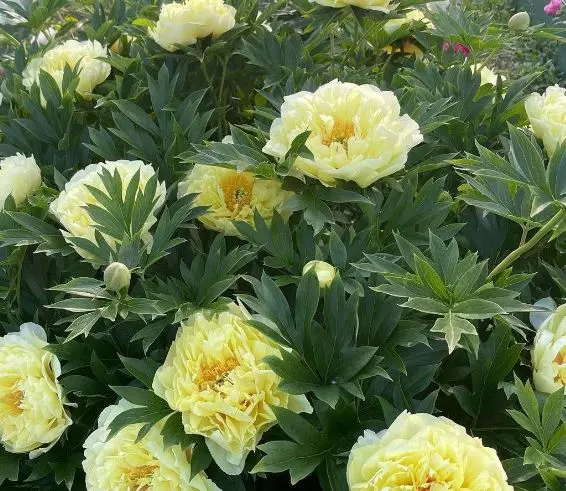 Корневище цветов Пион травянистый ИТО-гибрид Барцелла 2-3, 1 шт