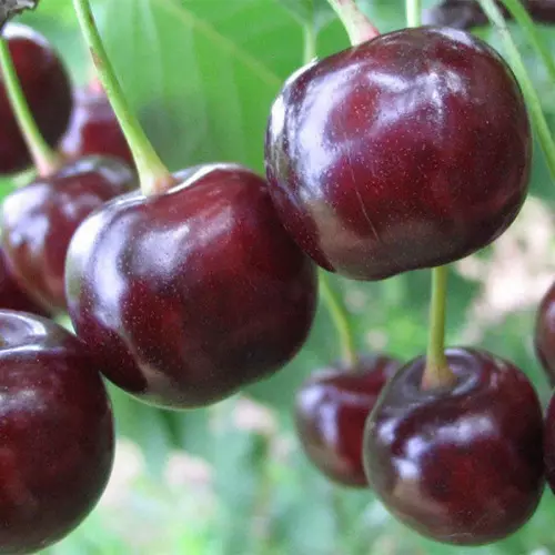 Саженец Дюк Чудо-вишня поздний в тубе, Поиск