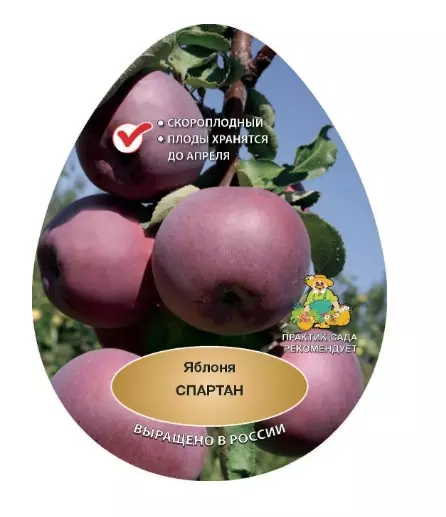 Саженец Яблоня Спартан зимний в сетке, Поиск