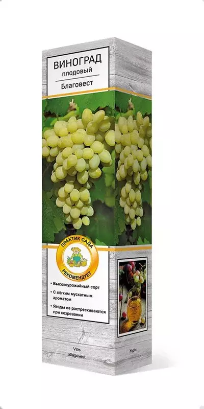 Саженец Виноград плодовый Благовест, ранний, Поиск, в тубе
