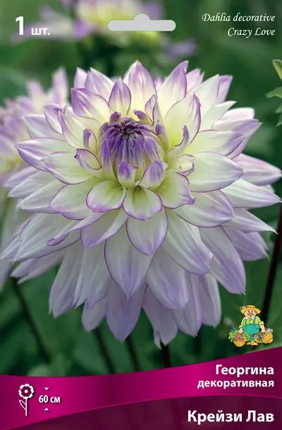 Клубни цветов Георгина декоративная Крейзи Лав (I; 1 шт)