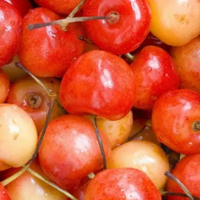 Саженец Черешня Заря Жукова поздний в тубе, Поиск