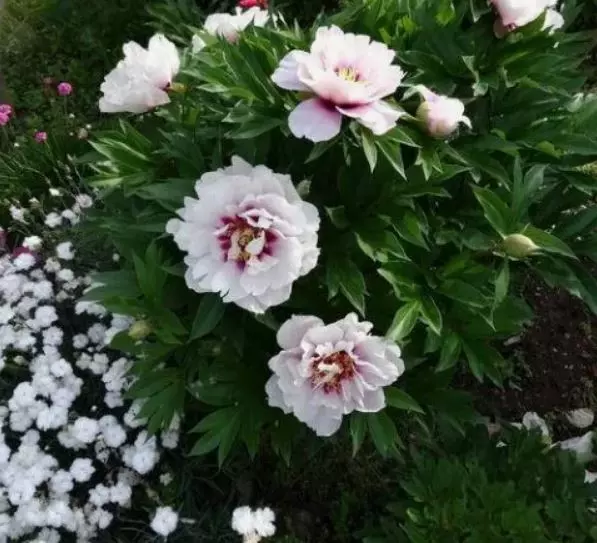 Корневище цветов Пион травянистый ИТО-гибрид Кора Луиза 2-3, 1 шт