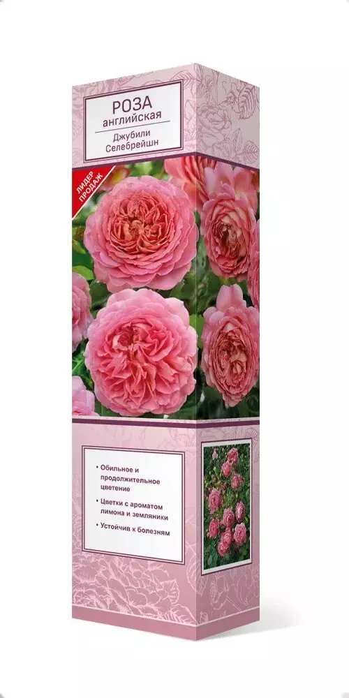 Саженец Роза английская парковая Джубили Селебрейшен лососево-розовый с золотой подложкой