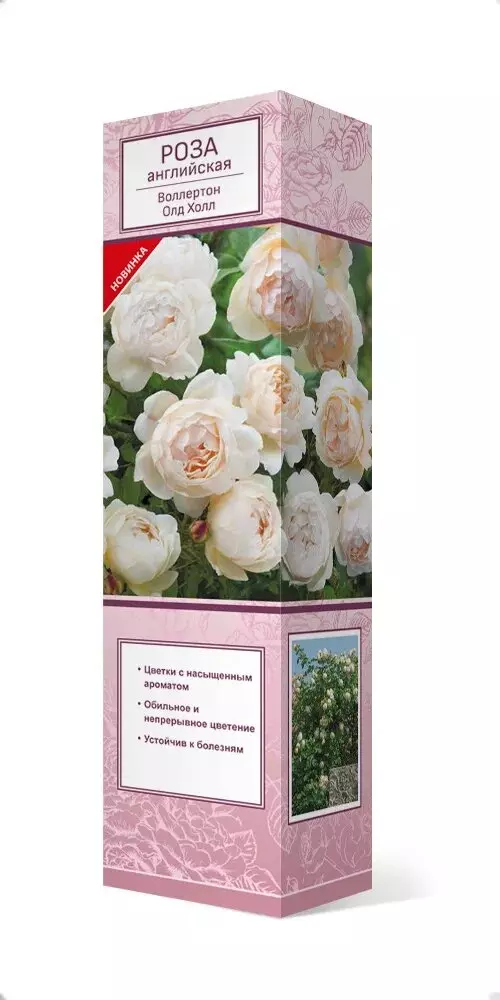 Роза английская парковая Воллертон Олд Холл   светло-кремовый