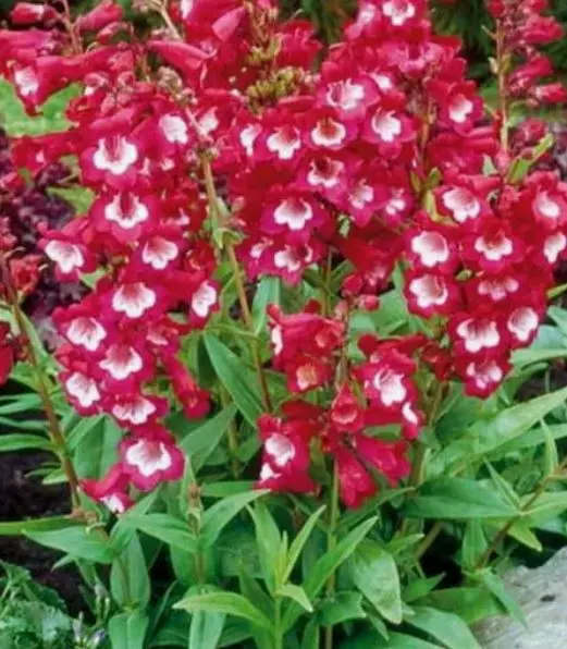 Семена цветов Пенстемон Хартвига Шансон наперстянковый ГАВРИШ 0,1 г ц/п