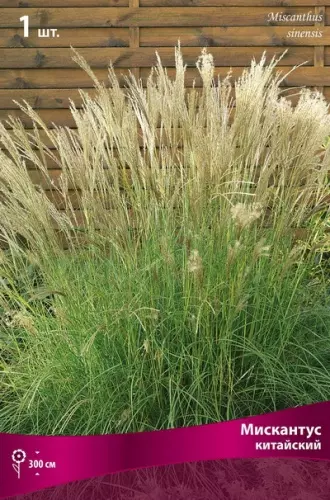 Корневище цветов Мискантус китайский (I; 1 шт)