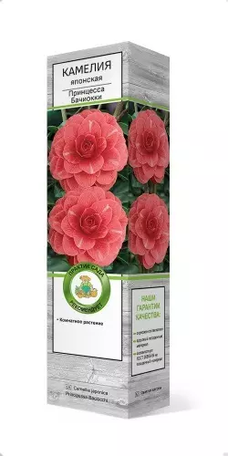 Саженец Камелия японская комнатная Принцесса Бачиокки в тубе, Поиск
