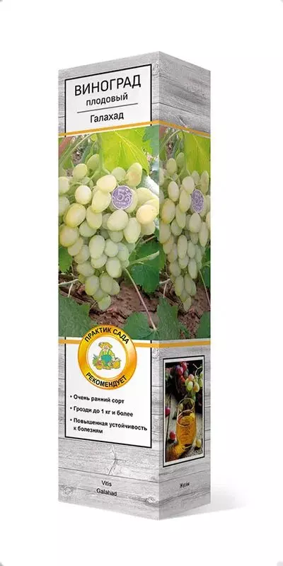 Саженец Виноград плодовый Галахад, ранний, Поиск, в тубе