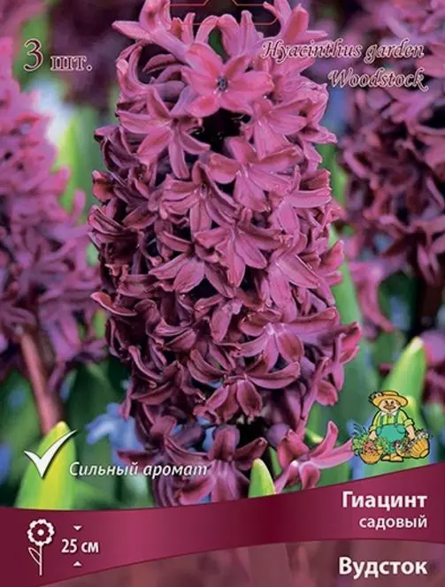 Луковицы цветов Гиацинт садовый Вудсток 14/15, 3 шт