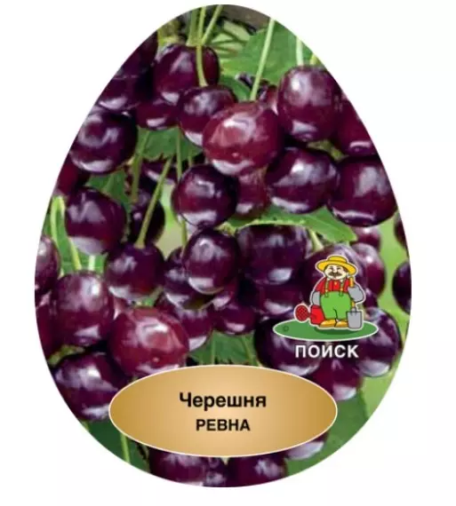 Саженец Черешня Ревна поздний в тубе, Поиск