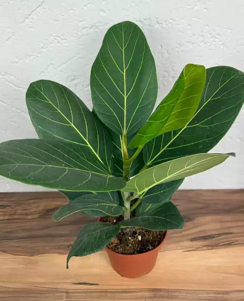 Декоративно-лиственное растение Фикус бенгальский Одри (d=15 см, h40)