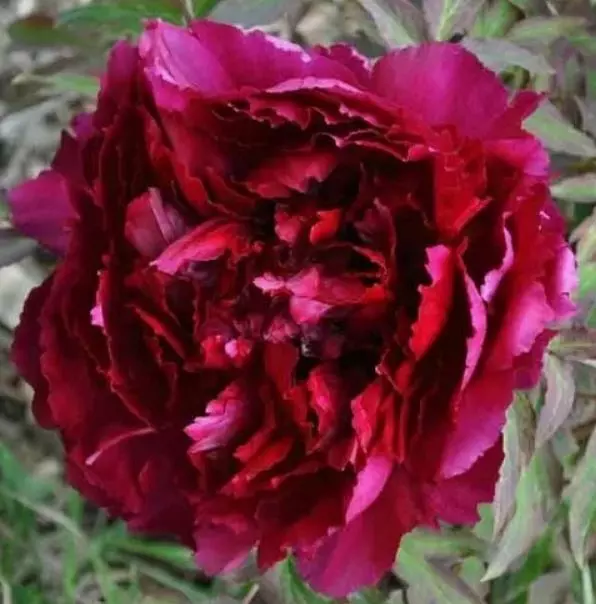 Саженец Пион древовидный Черный Лоск, Люкс (в тубе), Поиск