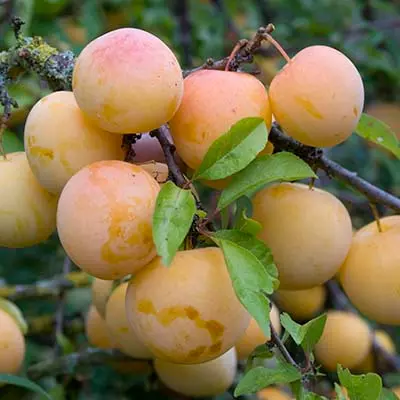 Саженец Слива Белая медовая ранний в тубе, Поиск