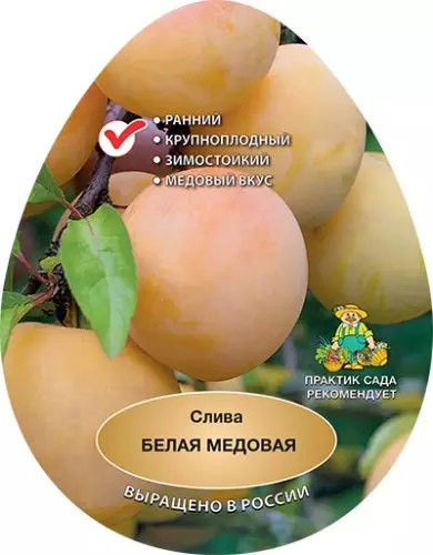 Саженец Слива Белая медовая ранний в тубе, Поиск