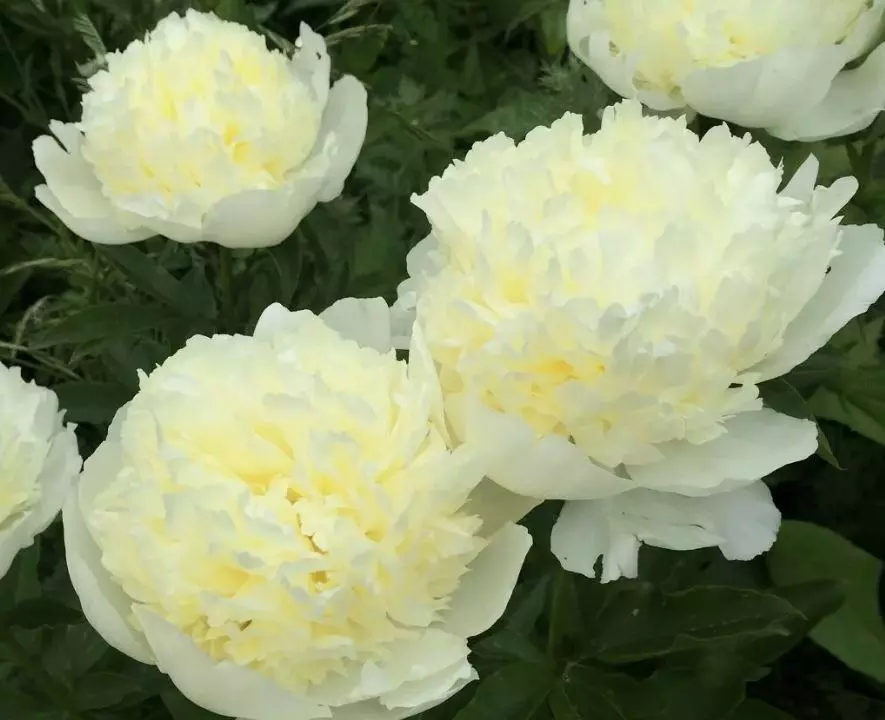 Корневище цветов Пион травянистый молочноцветковый Лаура Десерт 2-3, 1 шт