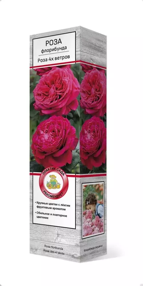 Роза флорибунда Роза 4х ветров  (Роз де Катро Вант)  карминовый