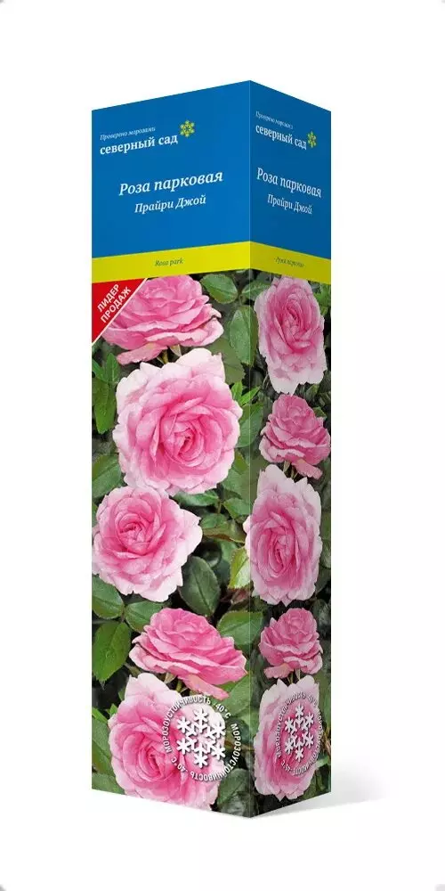 Роза канадская парковая Прайри Джой нежно-розовый, махровый, высота 1.5м