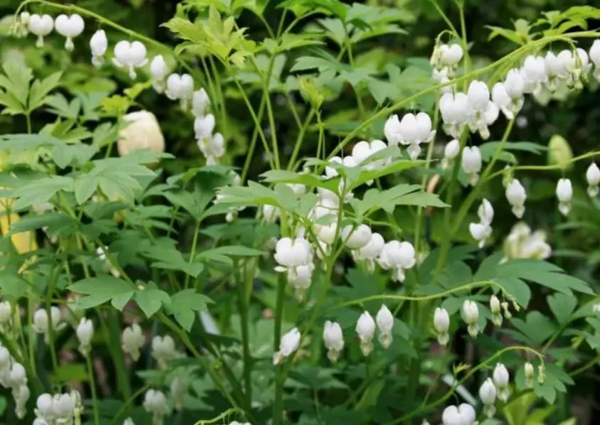 Корневище цветов Дицентра великолепная Альба (I; 1 шт)