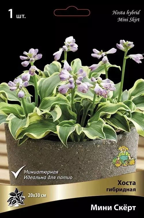Корневище цветов Хоста гибридная Мини Скёрт (I; 1 шт)